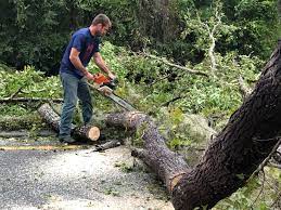 Trusted Benson, AZ Tree Care Experts