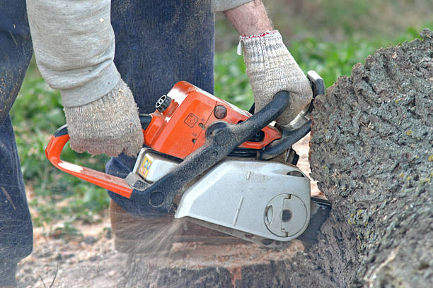 How Our Tree Care Process Works  in  Benson, AZ